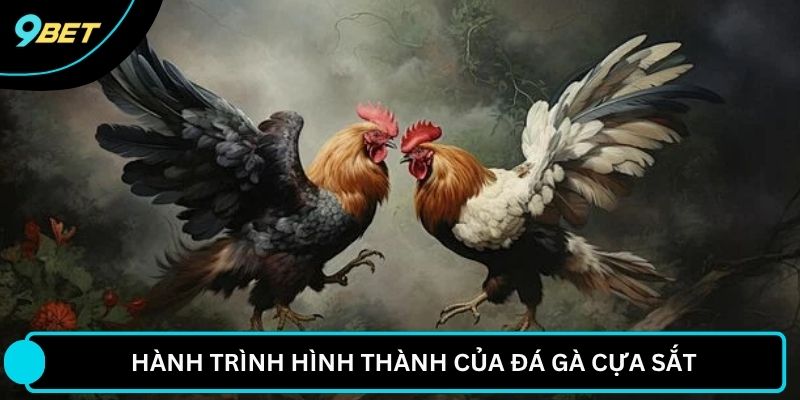 Hành trình hình thành của đá gà cựa sắt
