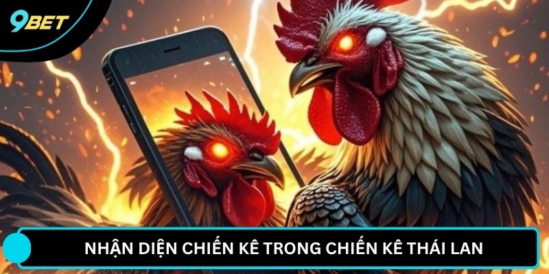 Nhận diện chiến kê trong chiến kê Thái Lan