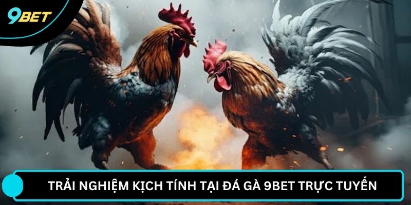Trải nghiệm kịch tính tại đá gà 9BET trực tuyến