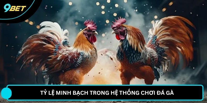 Tỷ lệ minh bạch trong hệ thống chơi đá gà